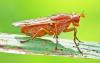 Tetanocera ferruginea